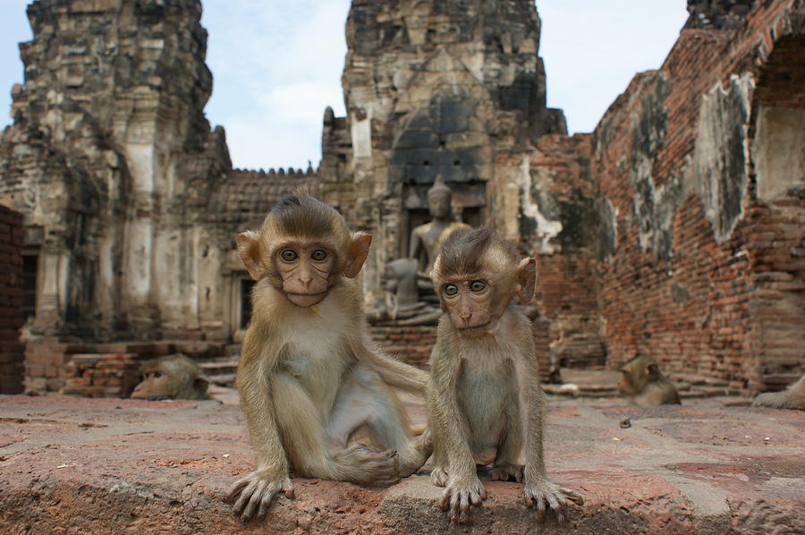 Two baby Macaques Photograph by Brian Kamprath