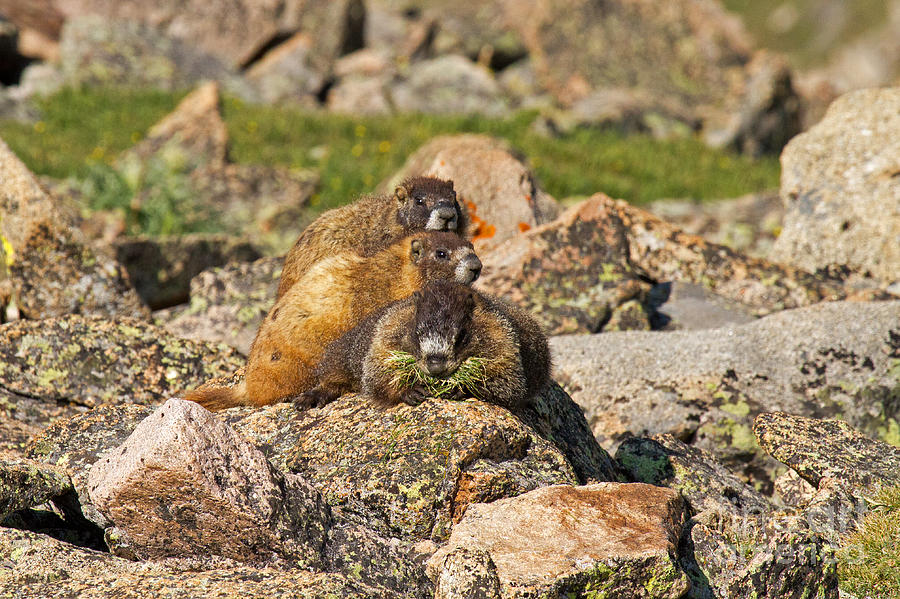 Two Baby Marmots Resting on Mother at Rock Cut Photograph by Fred Stearns
