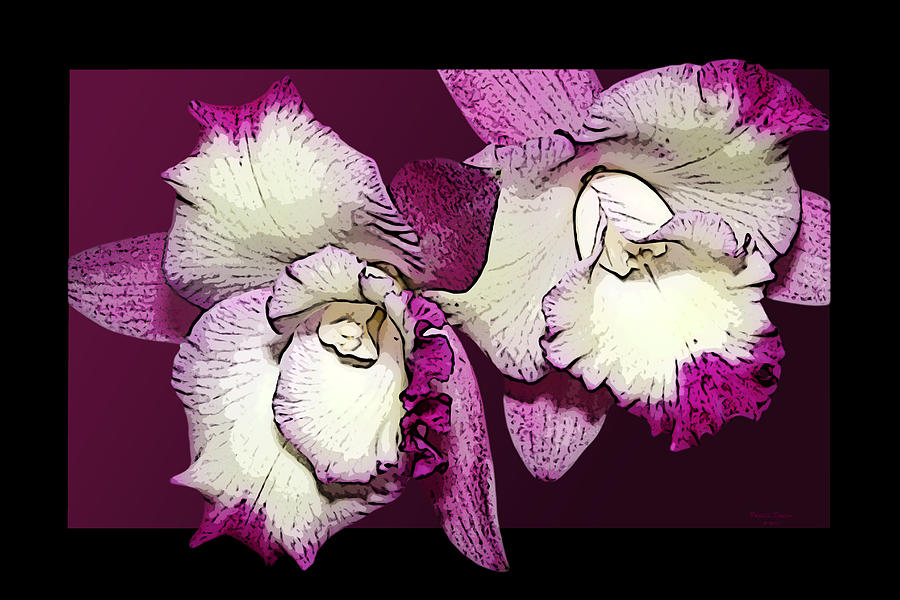 Two Baby Orchids Photograph by Phyllis Denton