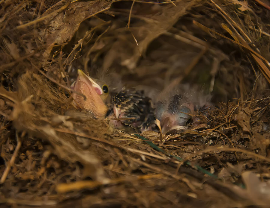 Bird Photograph - Two Baby Sparrows In A Nest by Flees Photos