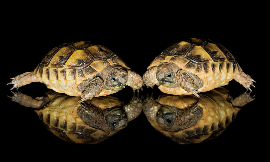 Two baby tortoises Photograph by Pete Hemington