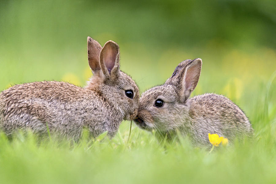 Two Baby Wild Rabbits Kissing Photograph by Fiona McAllister Photography