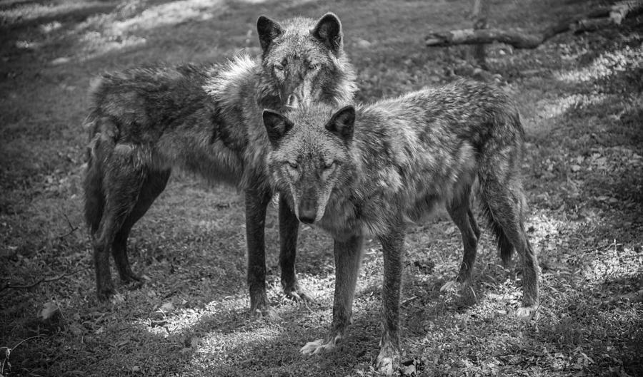 Two Bad Boys Photograph by Kristopher Schoenleber - Fine Art America