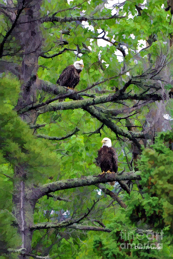 Two bald eagles in tree Photograph by Dan Friend