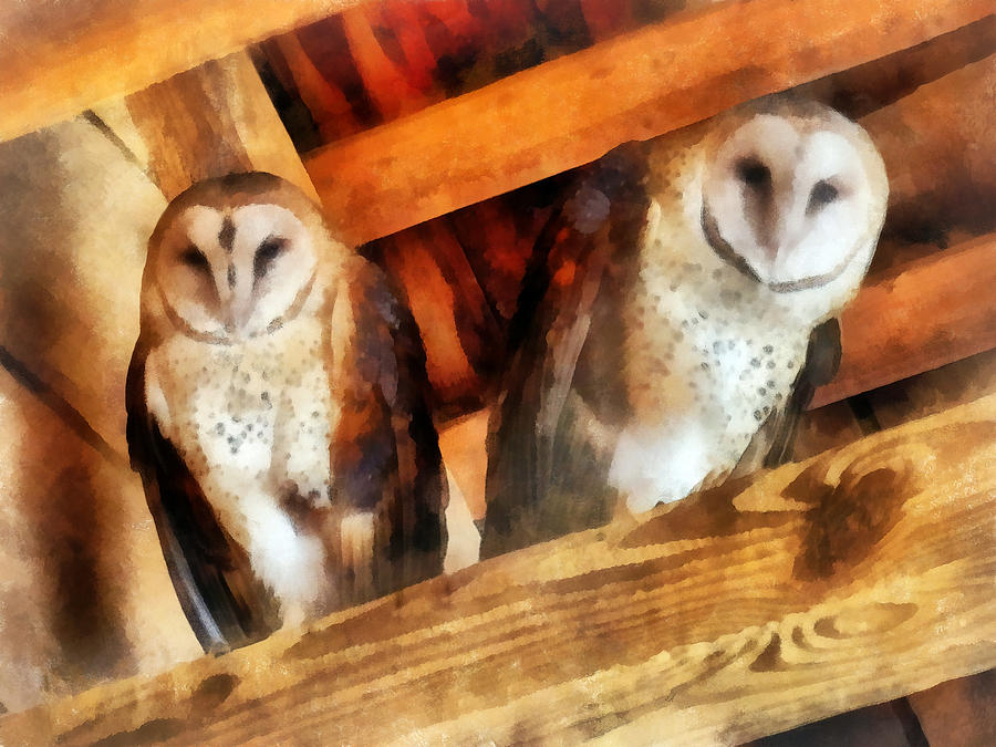 Owl Photograph - Two Barn Owls by Susan Savad