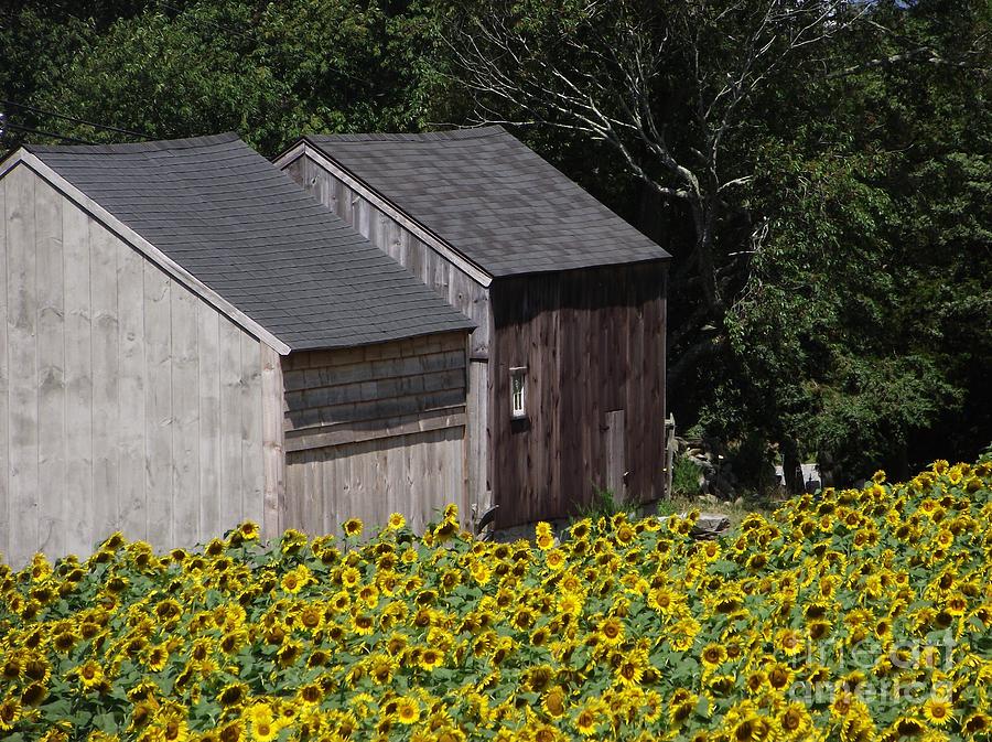 Two Barns in a Sunflower Field Photograph by Michelle Welles