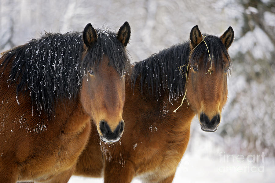 Two Bay Draft Horses In Winter Photograph by Rolf Kopfle