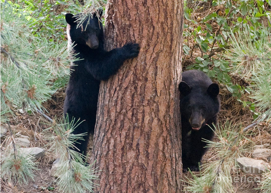 Wildlife Photograph - Two Bears by Bon and Jim Fillpot