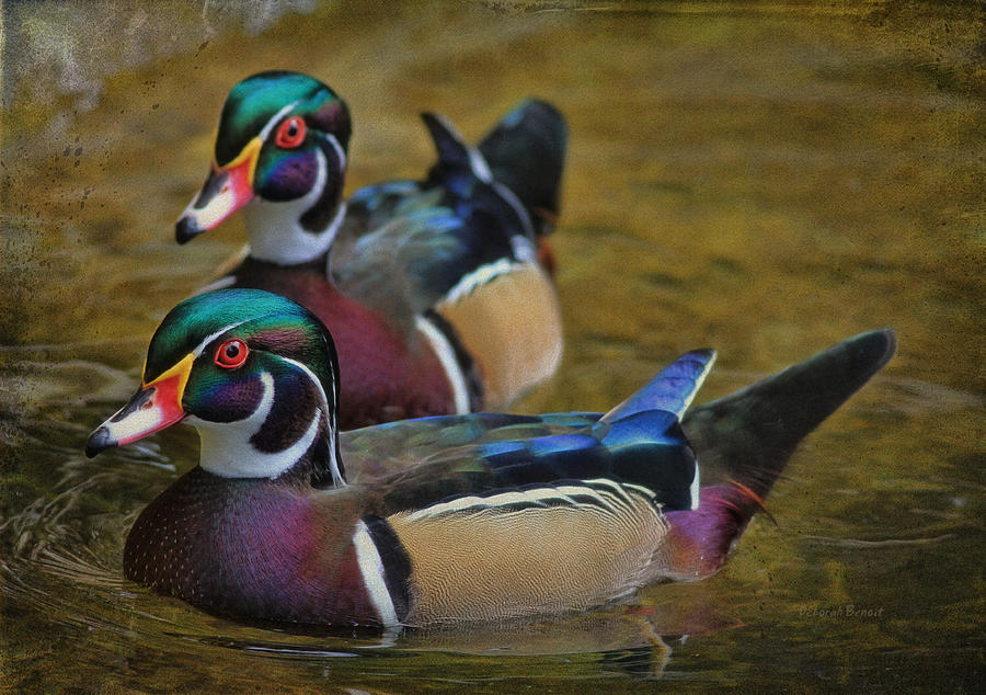 Duck Photograph - Two Beauties by Deborah Benoit