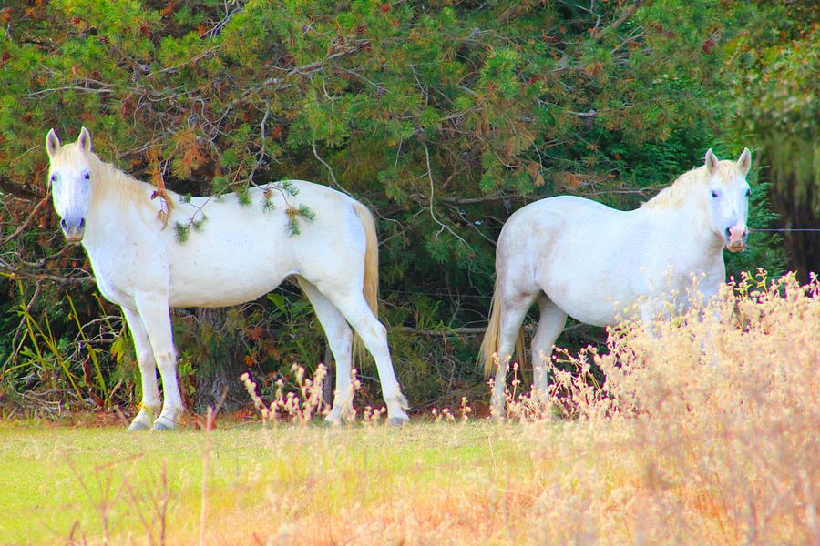 Horse Photograph - Two Beauties by Karen Wagner