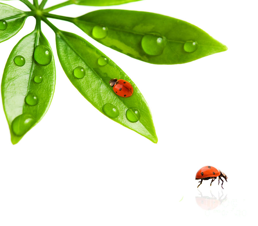 Two Beautiful Ladybug Photograph by Boon Mee