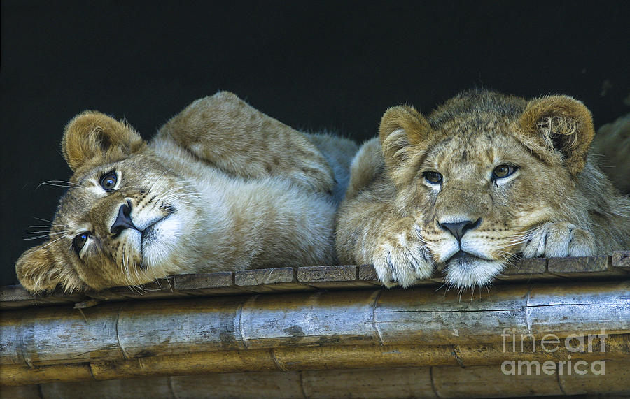 Two beautiful lion cubs Photograph by Sheila Smart Fine Art Photography