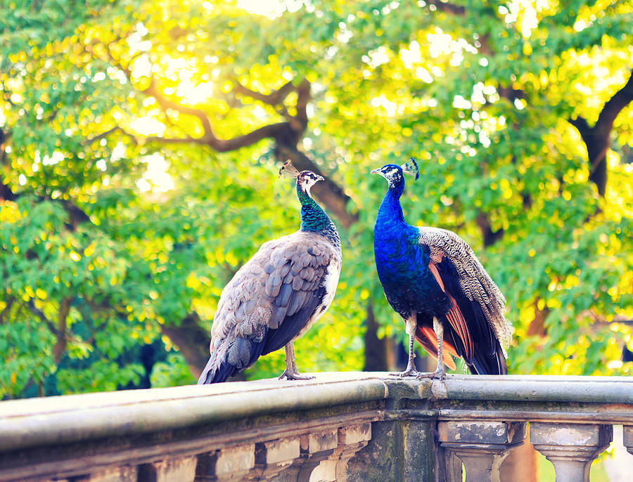Two Beautiful Peacocks In Palace Garden Photograph by Borchee