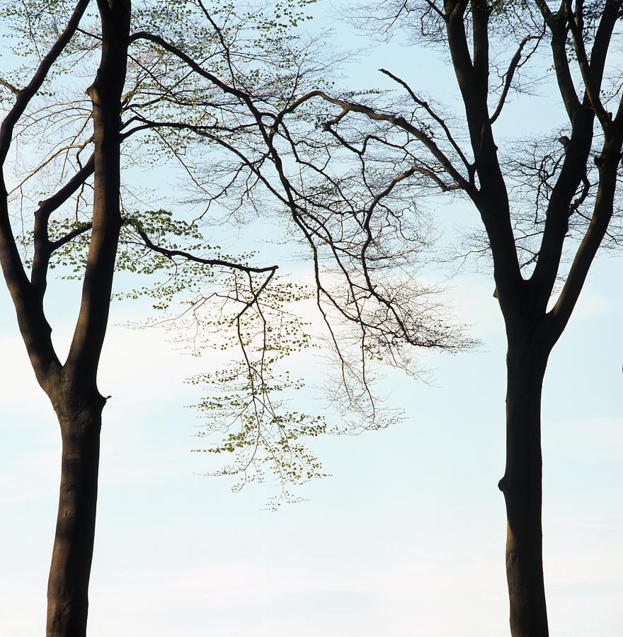 Two beech trees in spring Photograph by Ulrich Kunst And Bettina Scheidulin