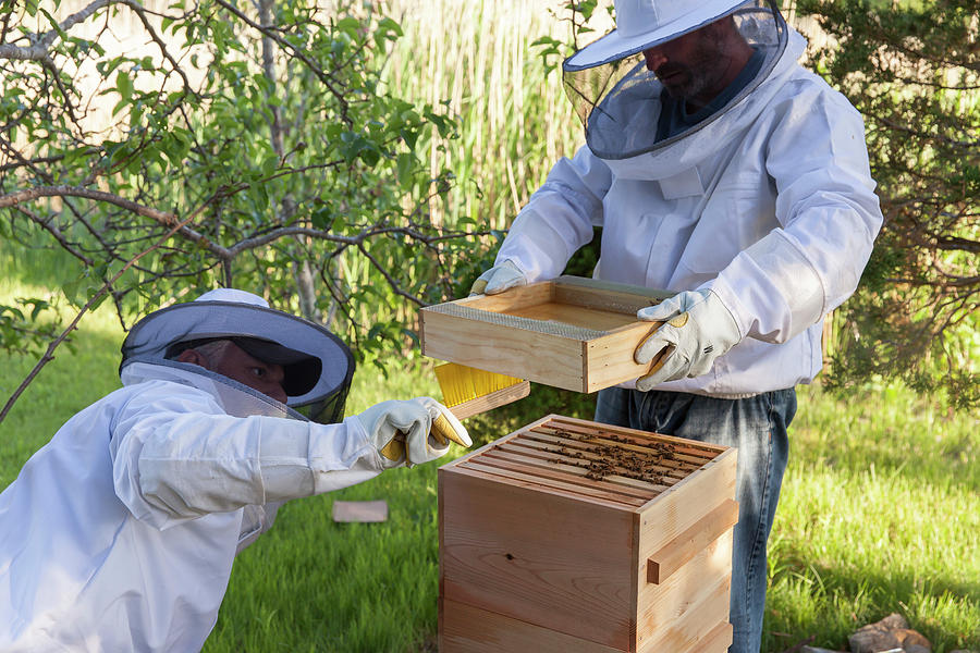 Brush Photograph - Two Beekeepers Removing The Feeder Tray by Lucie Wicker Brush Photograph - Two Beekeepers Removing The Feeder Tray by Lucie Wicker