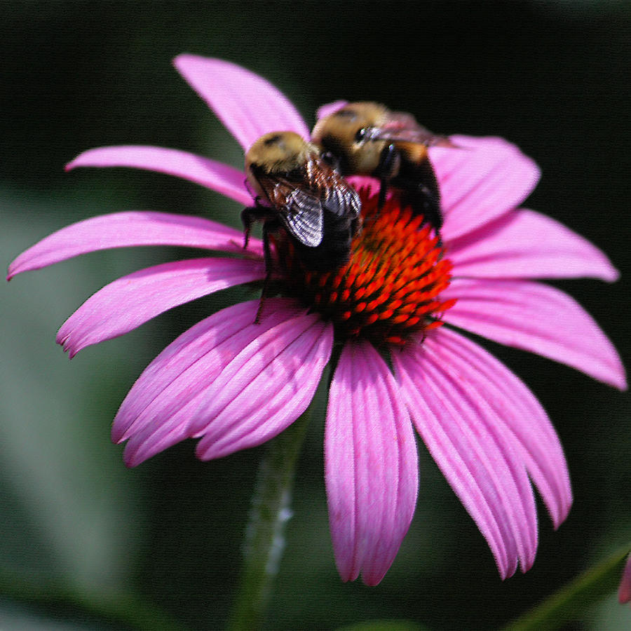 Two Bees on a Pink Coneflower Photograph by Suzanne Gaff