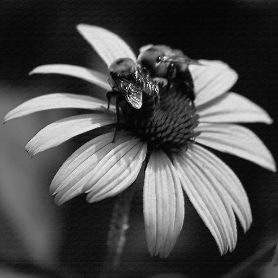 Two Bees on Coneflower II Photograph by Suzanne Gaff