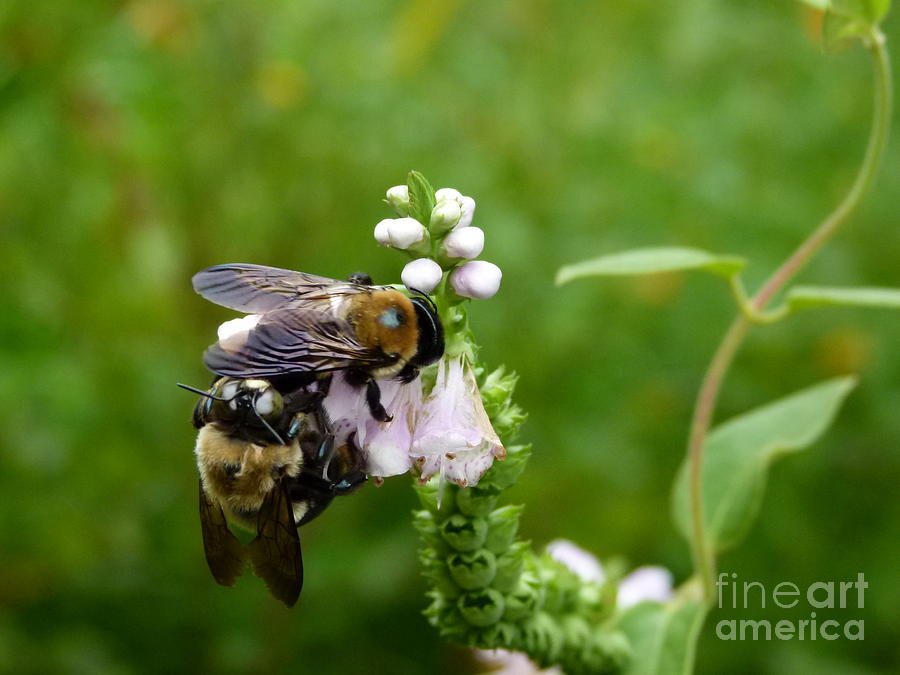 Bees Photograph - Two bees on flower by Jane Ford
