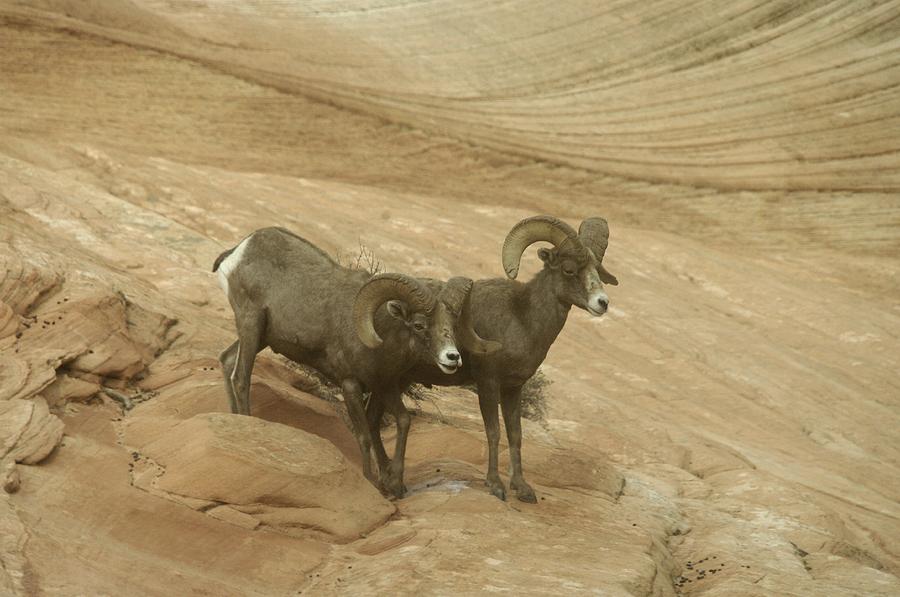 Two Bighorn sheep Photograph by Jeff Swan