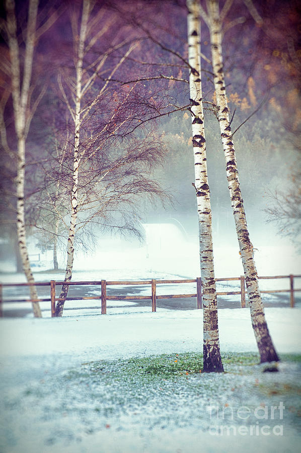 Two birches Photograph by Silvia Ganora