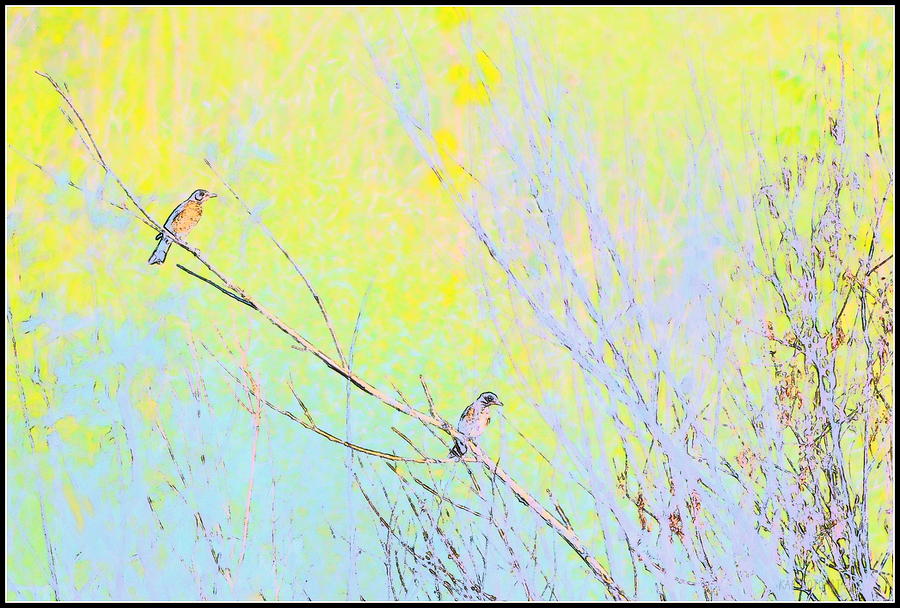Abstract Photograph - Two Birds Abstract by Kathy Barney