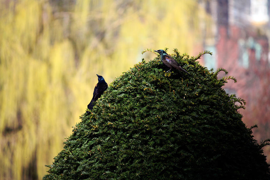 two birds in a bush