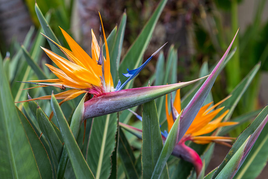 Two Birds of Paradise Photograph by Pierre Leclerc Photography