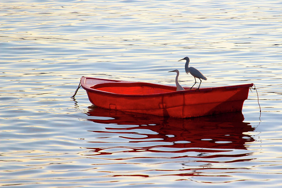 Two Birds On A Boat Photograph by Jean-claude Soboul