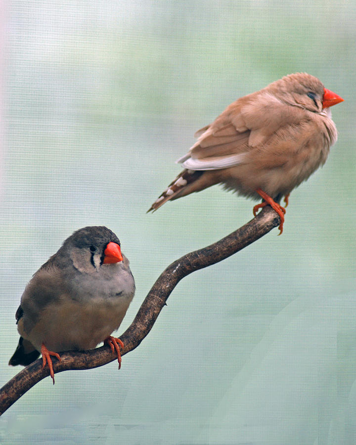 Two Birds On A Branch Photograph by Diane Bell