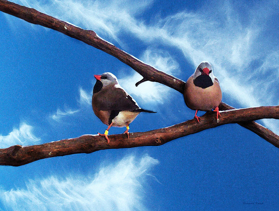 Two Birds Photograph