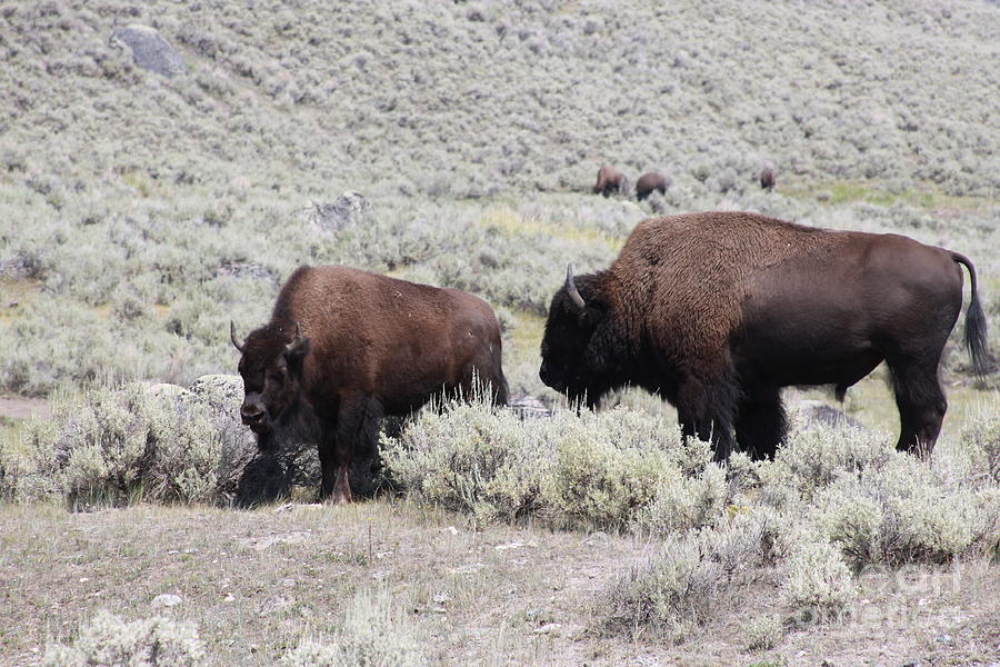 Two Bison Photograph by Robin Pedrero