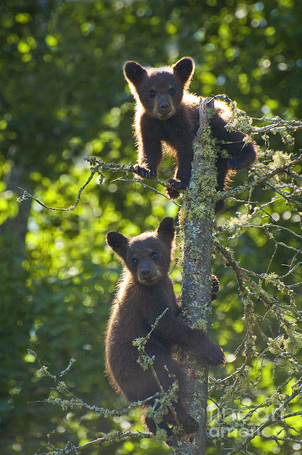 Two Black Bears Photograph by Joan Wallner