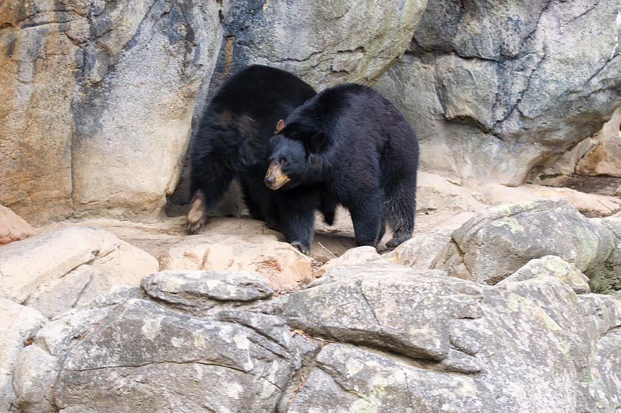 Two Black Bears pacing by den Photograph by Flees Photos