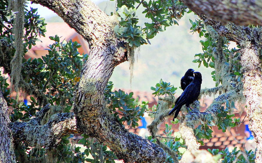 Two Black Birds in the Old Oak Tree Photograph by AJ  Schibig