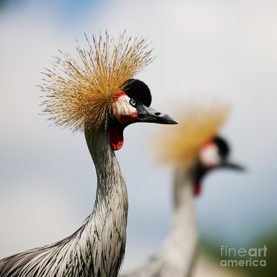 Two Black Crowned Cranes Photograph by Nick  Biemans