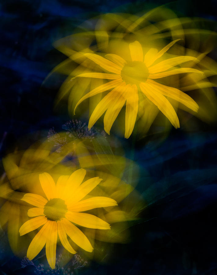 Two Black-eyed Susans Photograph by Rob Huntley