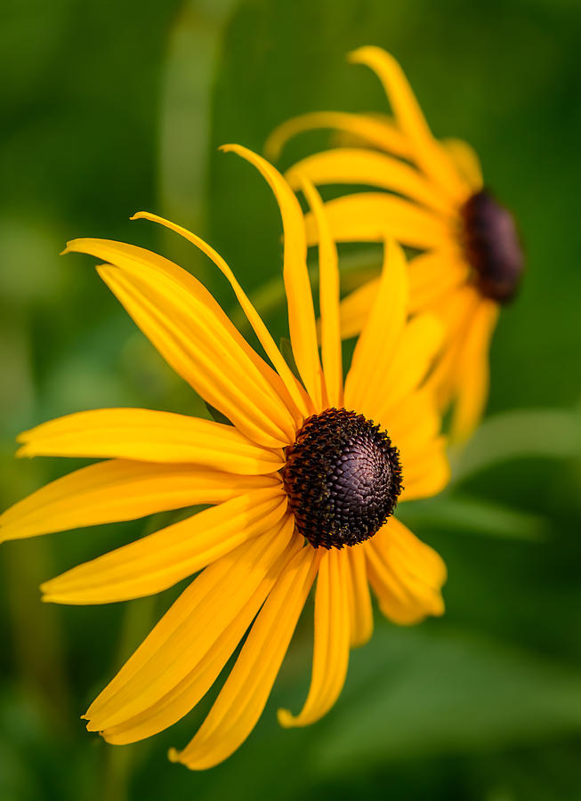 Two Black Eyed Susans Photograph by Robert Mitchell