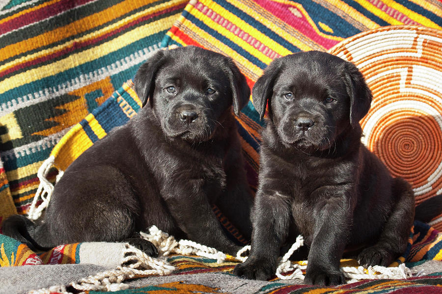 Dog Photograph - Two Black Labrador Retriever Puppies by Zandria Muench Beraldo
