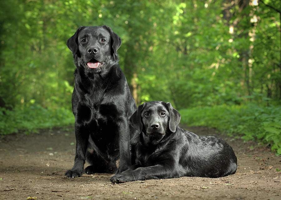 Two Black Labradors Photograph by Sergey Ryumin