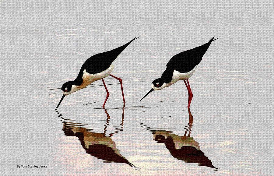 Two Black Neck Stilts Eating Photograph by Tom Janca