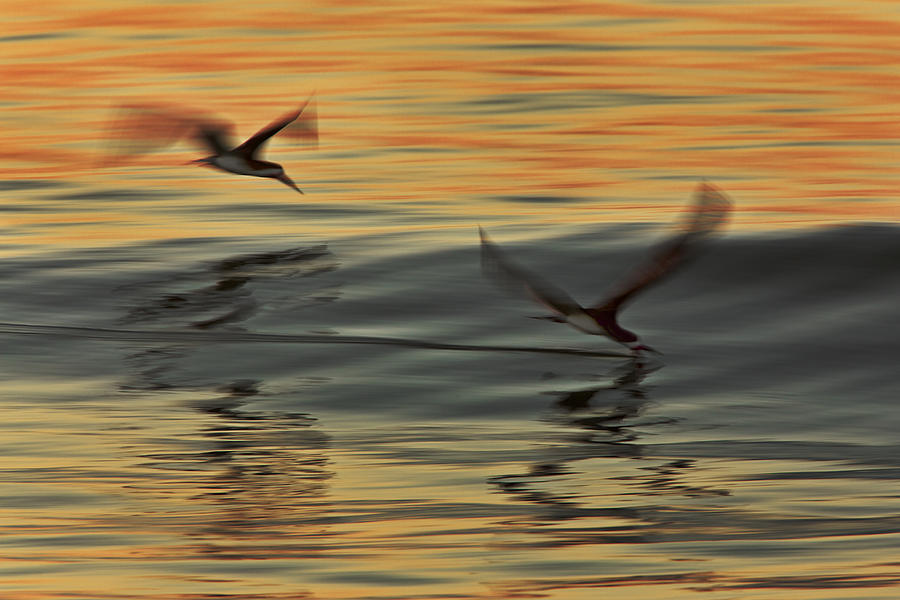 Bird Photograph - Two Black Skimmers  MG9159 by David Orias