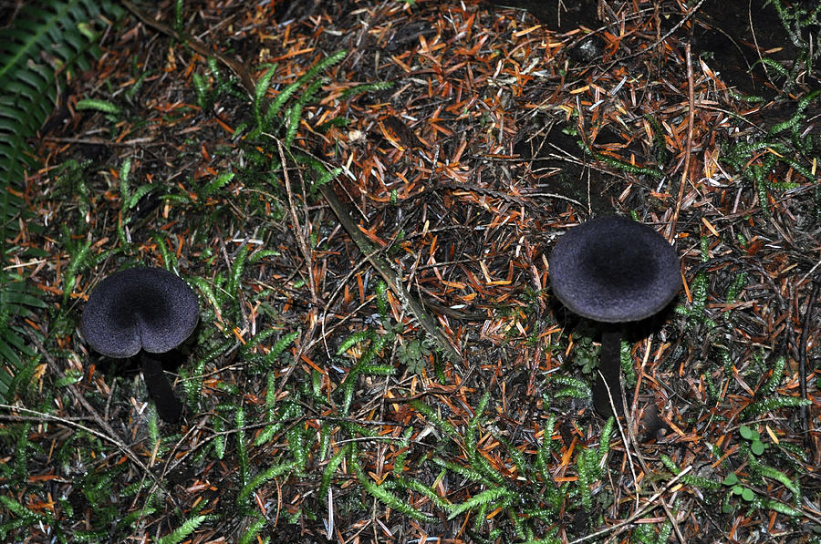 Two Black Stools Photograph by Tikvahs Hope