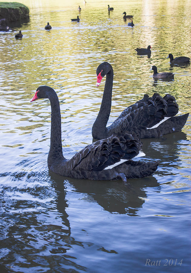 Swans Photograph - Two Black Swans by Michael  Podesta 