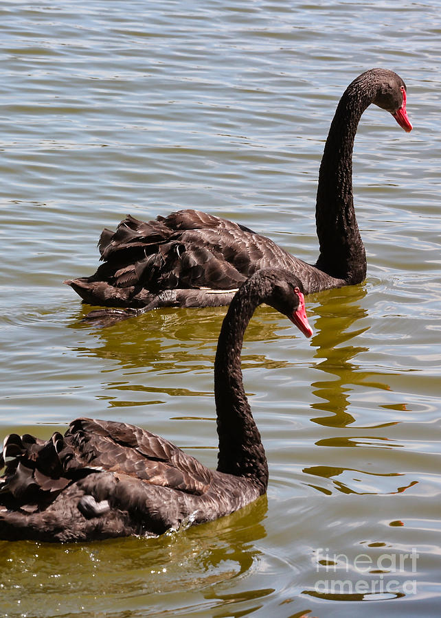 Two Black Swans Swimming Photograph by Carol Groenen