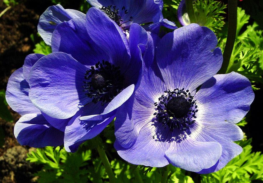 Two Blue Mauve Anemone Close Up Windflowers  Photograph by Taiche Acrylic Art