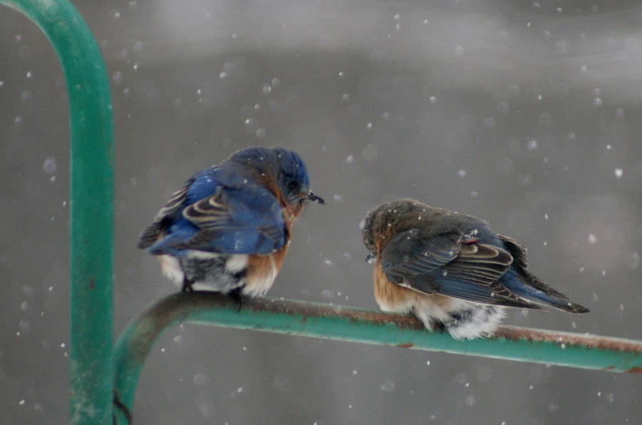 Two Bluebirds Photograph by Lois Lepisto
