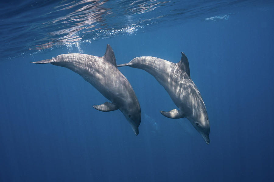 Dolphin Photograph - Two Bottlenose Dolphins by Barathieu Gabriel