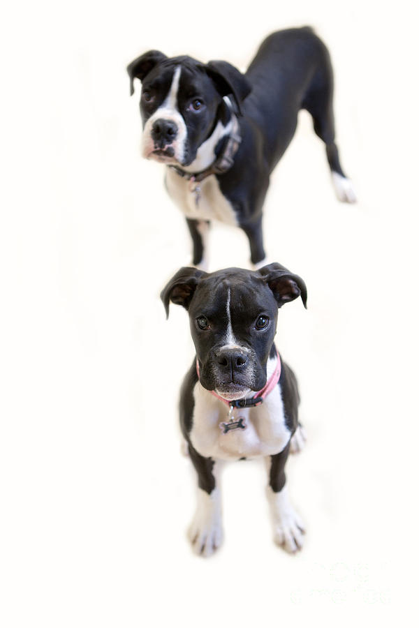 Boxer Photograph - Two Boxers by Rebecca Cozart