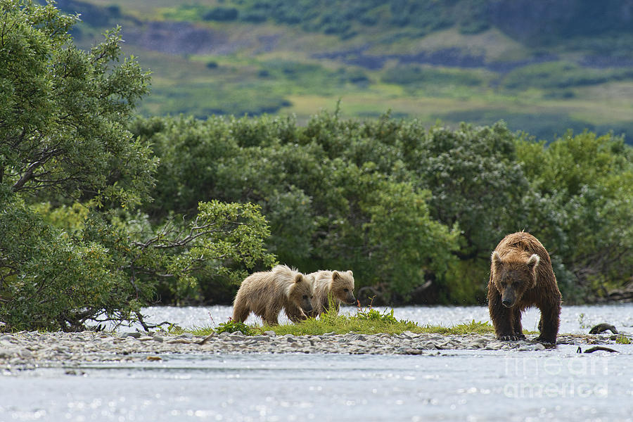 Two Brown Bear Cubs And Mother Photograph by Dan Friend