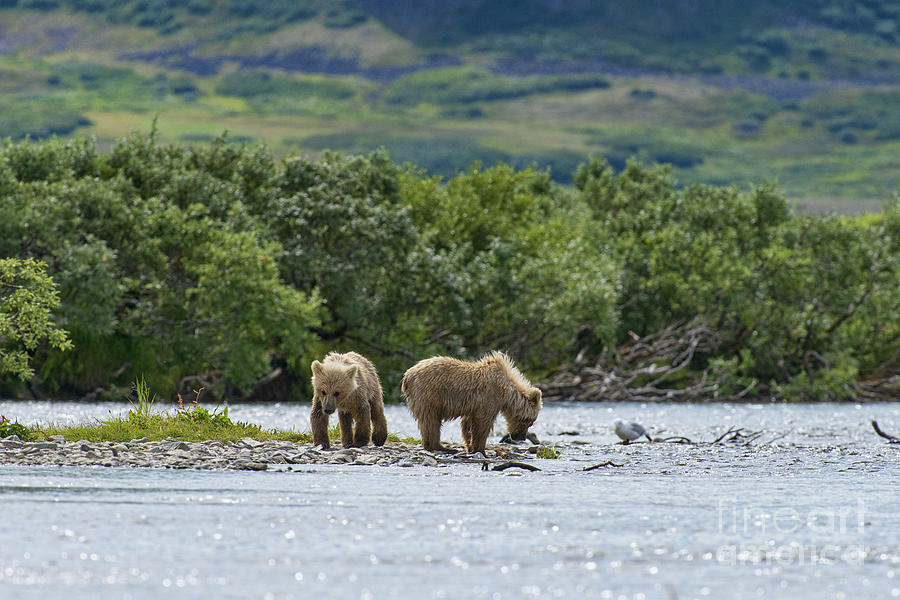 Two brown bear cubs on shore Photograph by Dan Friend